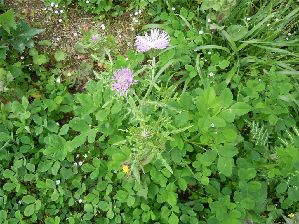 Galactites tomentosus / Scarlina